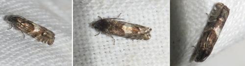 Réf. 320 978 : Pammene splendidulana